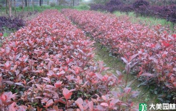長沙哪裏有苗木基地(dì / de)批發市場