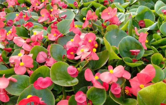大(dà)花海棠