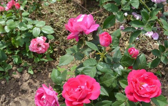 大(dà)花月季