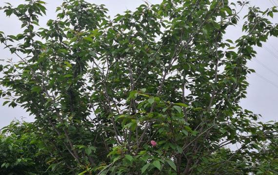 大(dà)葉早櫻