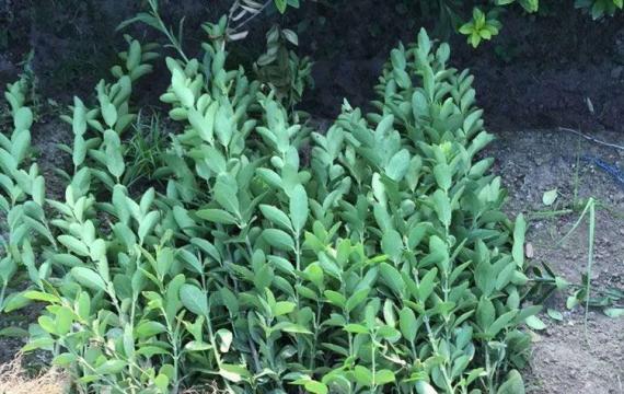 最新北海道(dào)黃楊報價信息