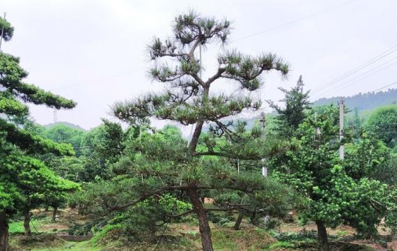湖南哪裏有苗圃基地(dì / de)