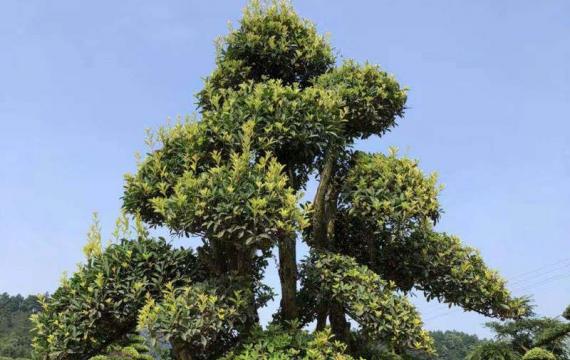椤木石楠