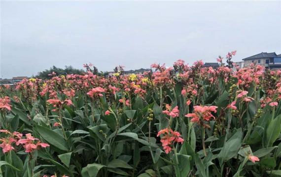 水生美人(rén)蕉