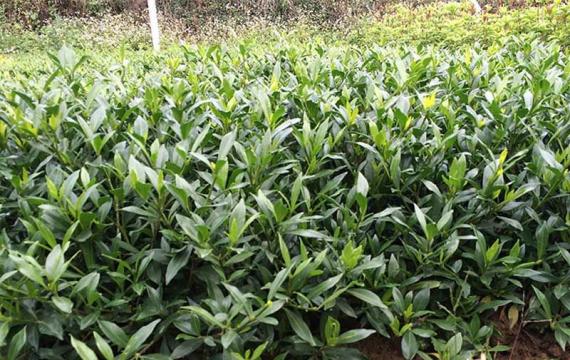 小葉栀子(zǐ)花小苗