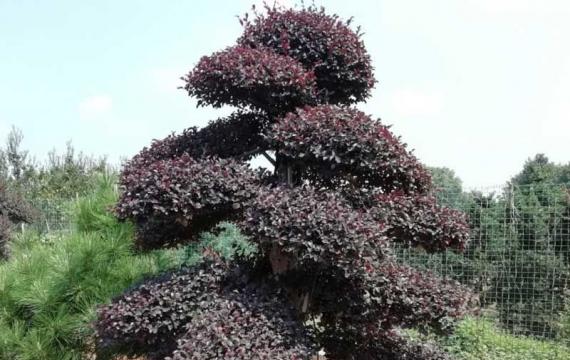 浏陽園林苗木種植基地(dì / de)在(zài)哪裏啊
