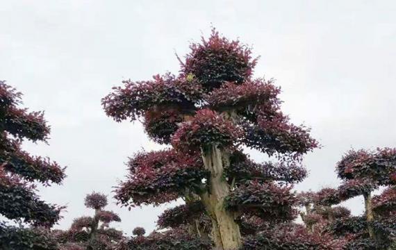 浏陽花木苗木批發市場