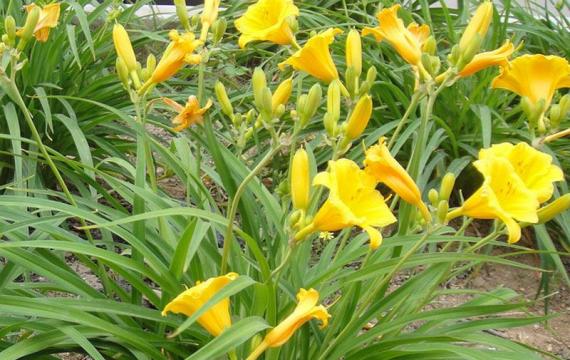 大(dà)花萱草