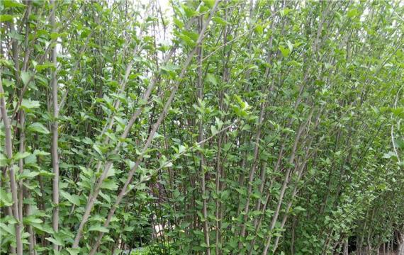 長沙有木槿花的(de)地(dì / de)方