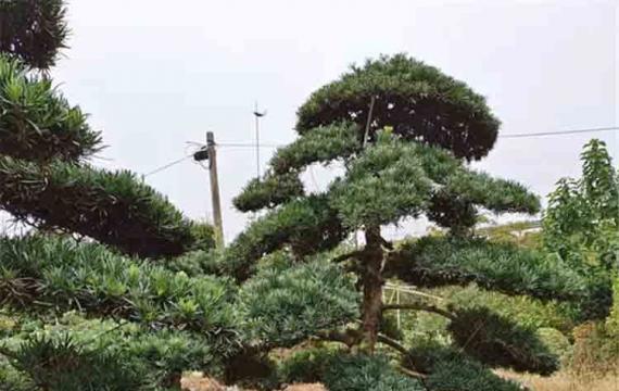 羅漢松苗木基地(dì / de)——優質苗木的(de)培育與供應