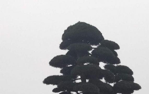 湖南綠化苗木批發去哪裏