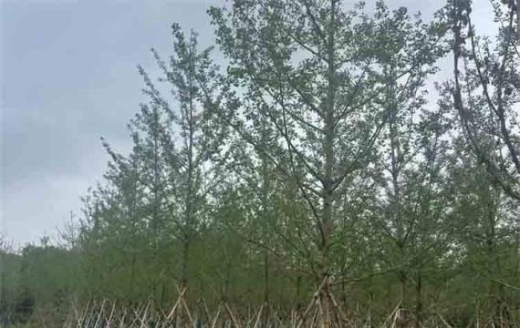浏陽市柏加鎮苗木基地(dì / de)土地(dì / de)性質
