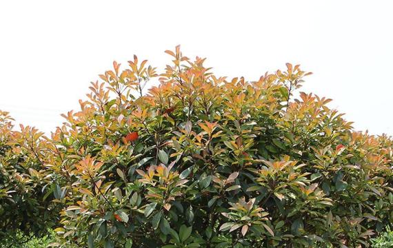 衡陽縣哪裏有高杆紅葉石楠買？